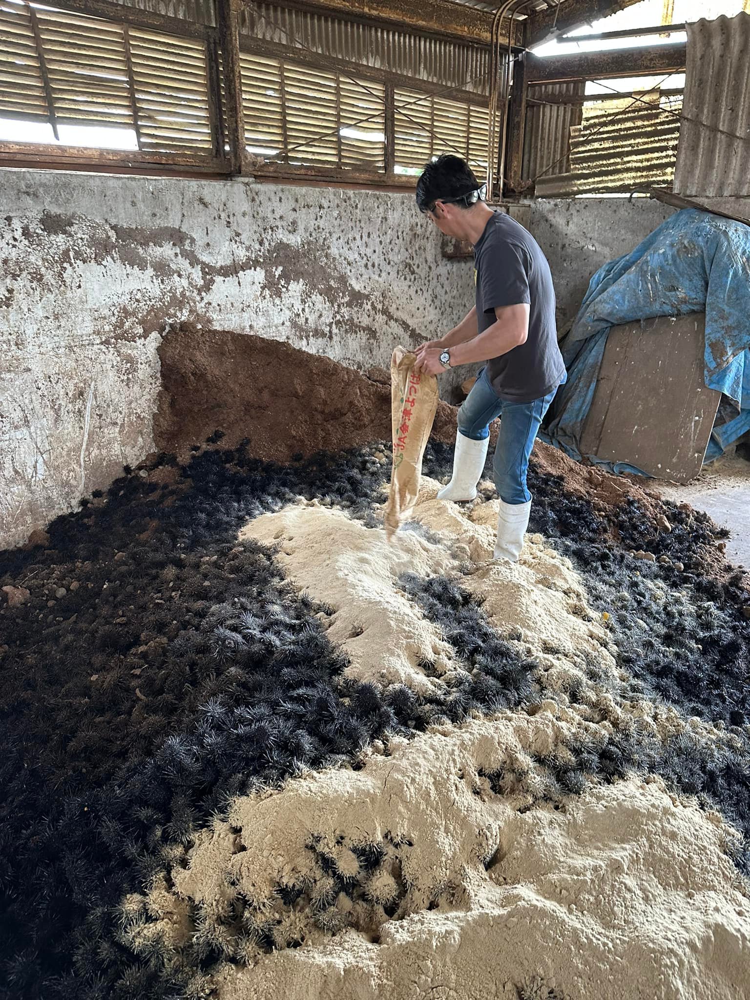 葉山マルシェそして石井ファームを経営する裕一は最強サポーターです！ 葉山牛の牛糞堆肥に捕獲したウニと発酵を促進させるために米ヌカを混ぜ合わせて約100日間熟成させて「ウニ堆肥」を作っています。 私たちは石井ファームの堆肥場の一角を占有させてもらっています。